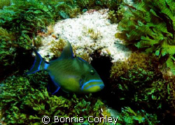 Queen Triggerfish seen at Isla Mujeres April 2006.  Photo... by Bonnie Conley 
